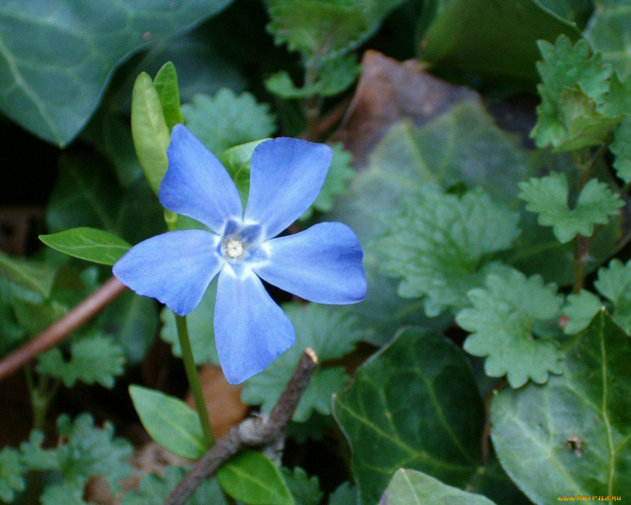 blue, flower, , 